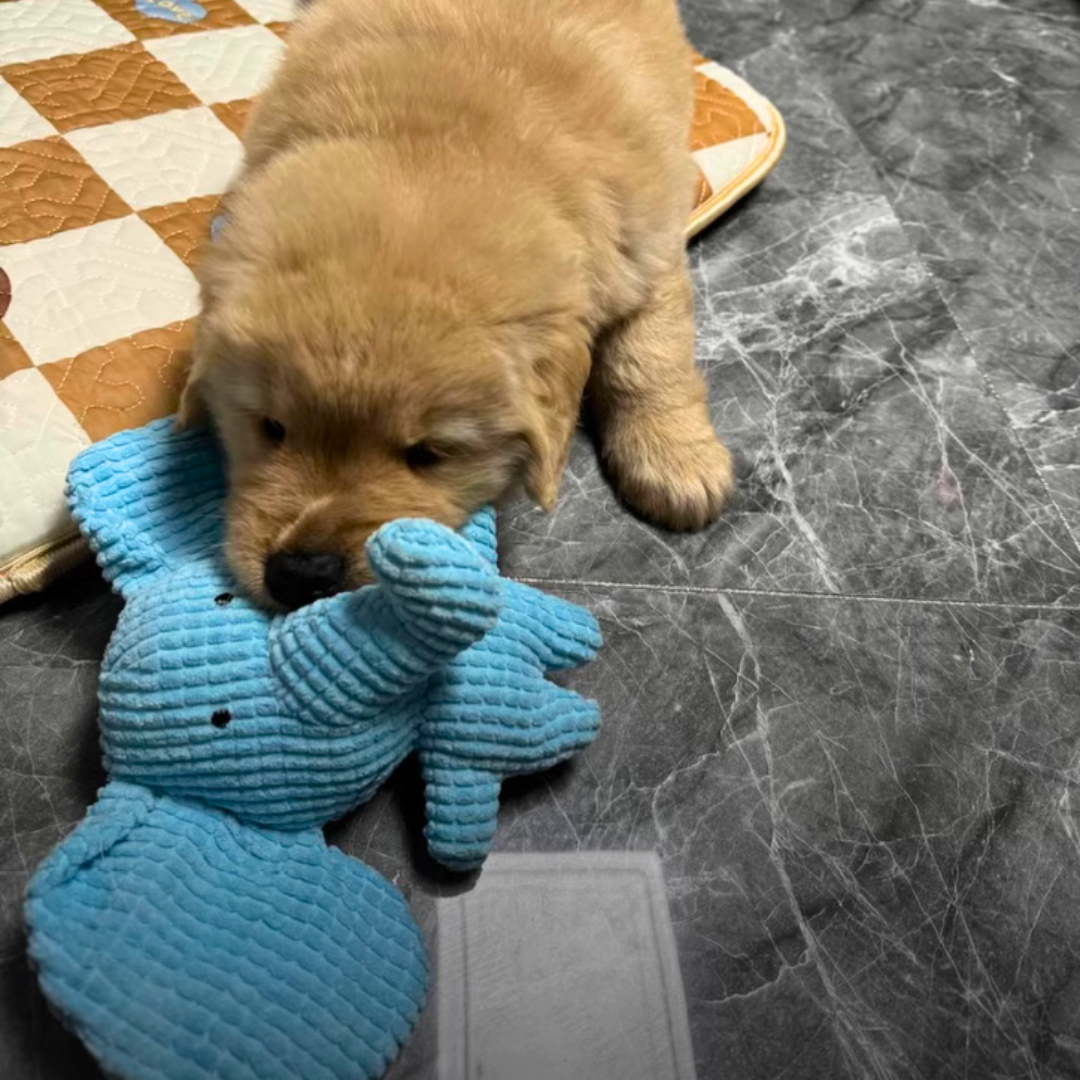 Calming Elephant Dog Toy | Chew-Resistant Plush | Colours Dogs Can See | Reduces Boredom & Anxiety