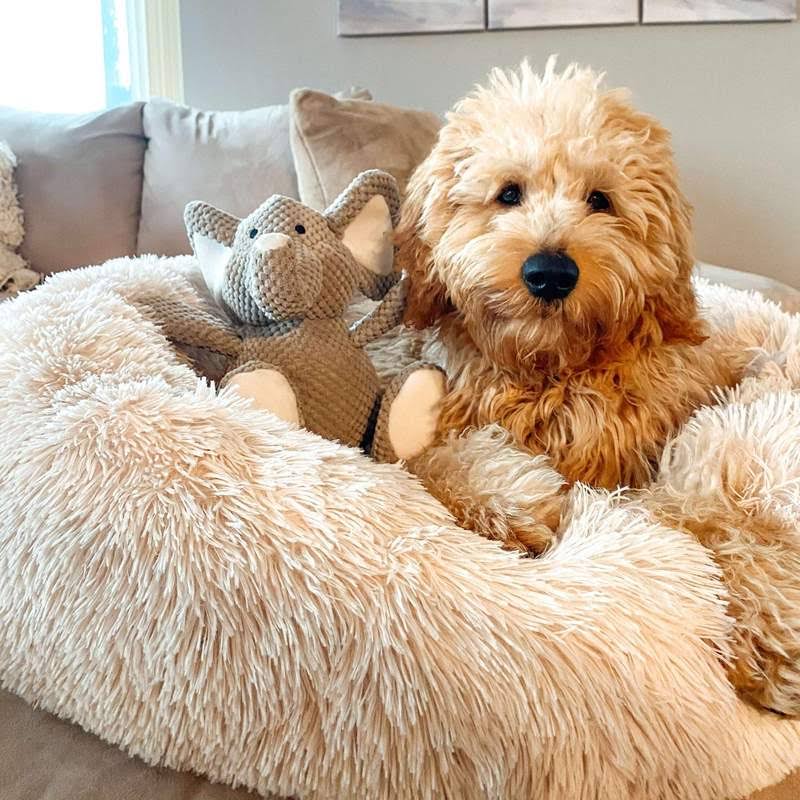 Calming Dog Bed | Anxiety & Stress Relief | Orthopedic Joint Support | Ultra-Soft Plush | All Breeds & Sizes