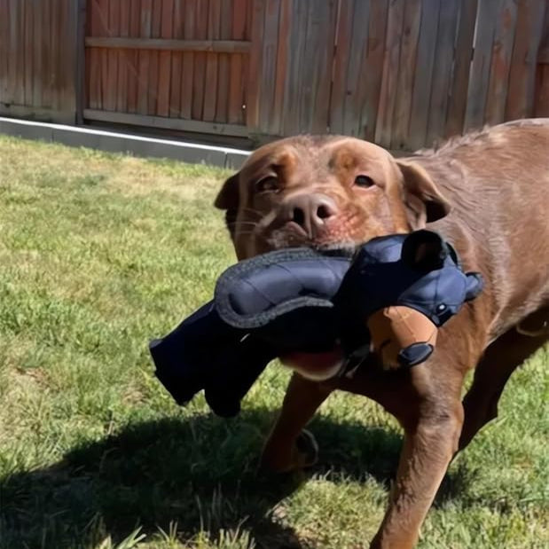 ToughBear 2.0 Heavy Duty Dog Chew Toy | Reinforced for Strong Chewers | Dental Health & Stress Relief