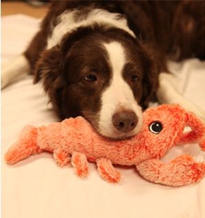 Floppy Lobster Interactive Dog Toy | Motion-Activated | USB Rechargeable | Reduces Loneliness & Anxiety