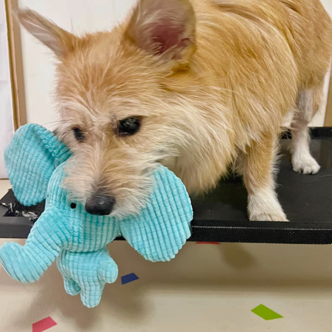 Calming Elephant Dog Toy | Chew-Resistant Plush | Colours Dogs Can See | Reduces Boredom & Anxiety