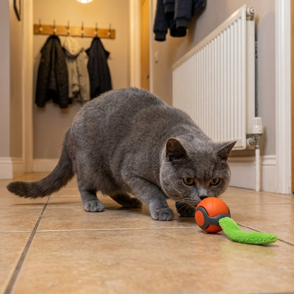 Self-Moving Cat Toy Ball | Motion Sensor & Paw-Activated | USB-C Rechargeable