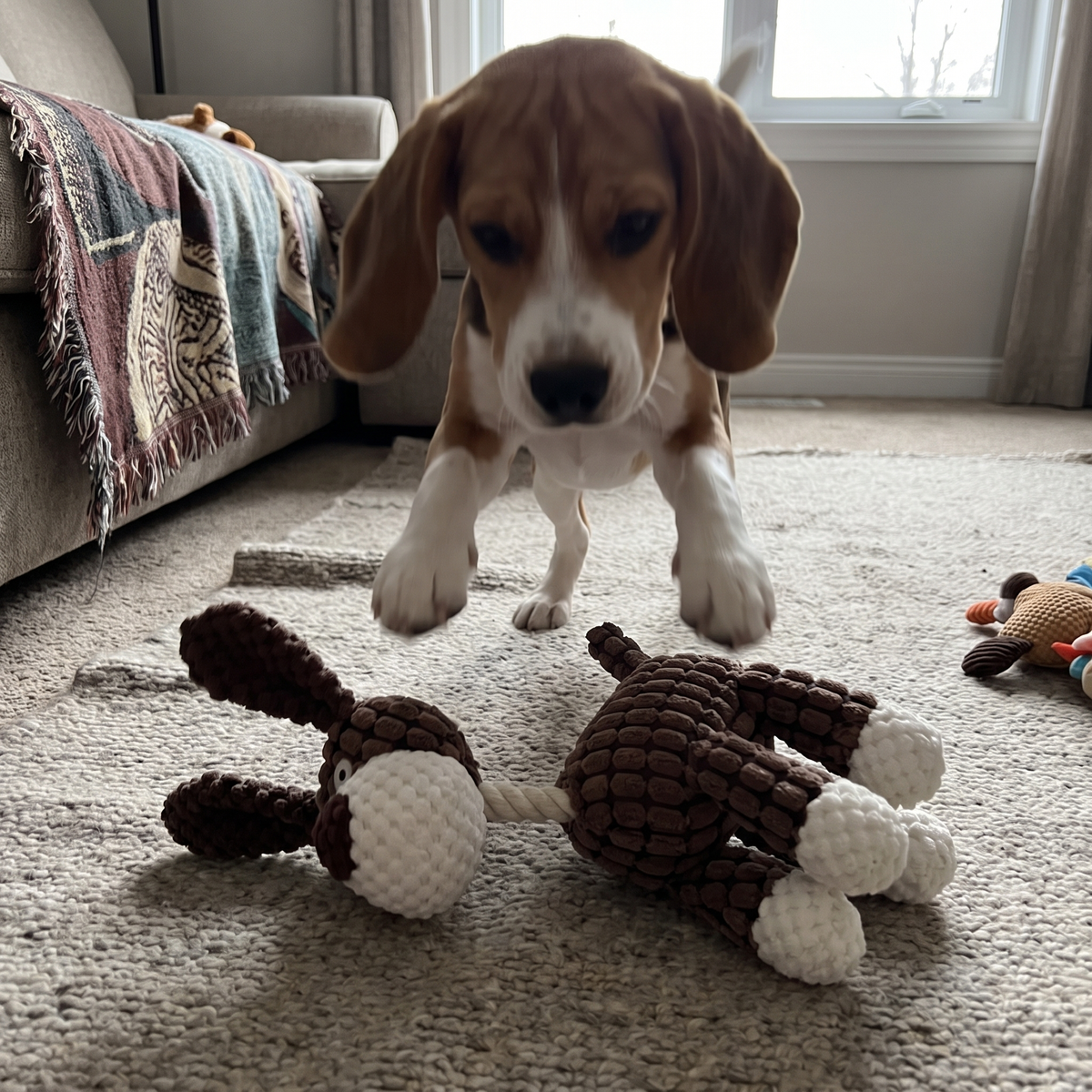 Plush Dog Toy for Aggressive Chewers | Squeaker, 12 Animals