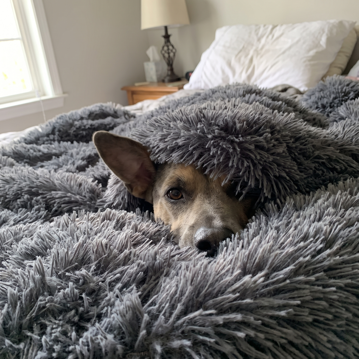 Fluffy Pet Blanket for Dogs and Cats | Long-Pile Plush | 4 Sizes, 6 Colors