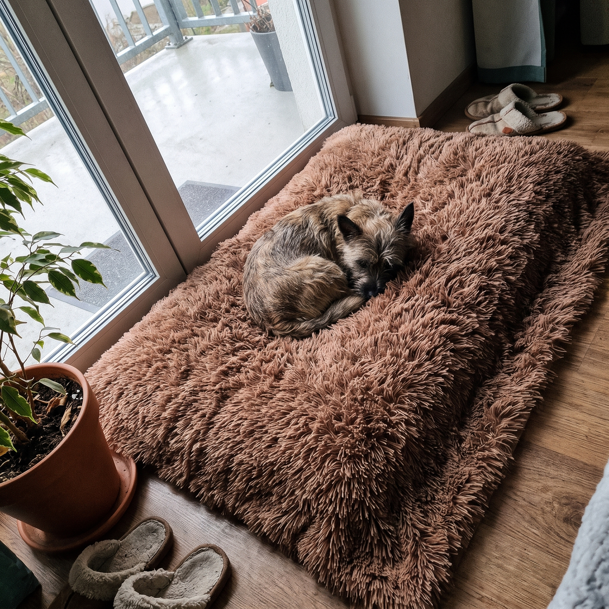 Fluffy Pet Blanket for Dogs and Cats | Long-Pile Plush | 4 Sizes, 6 Colors