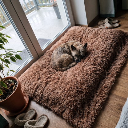 Fluffy Pet Blanket for Dogs and Cats | Long-Pile Plush | 4 Sizes, 6 Colors