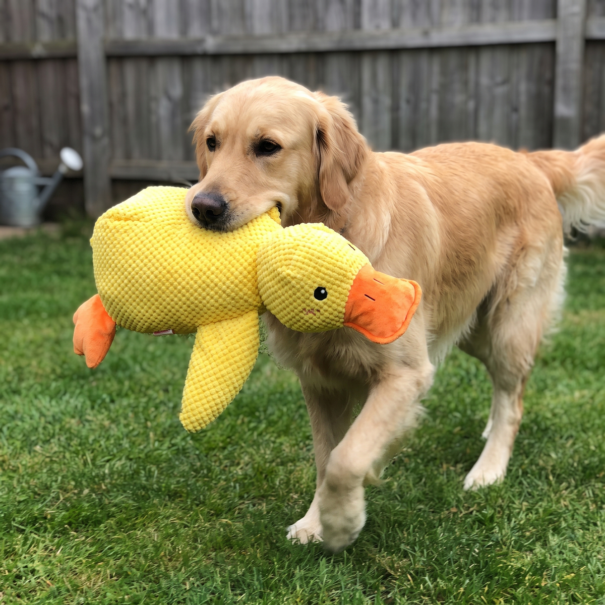 Plush Duck Dog Toy | Quacking Sound | 17.7 x 14.9 in