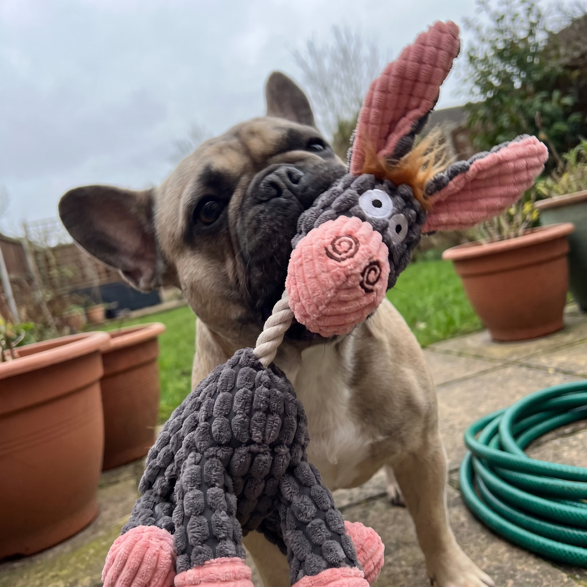Plush Dog Toy for Aggressive Chewers | Squeaker, 12 Animals