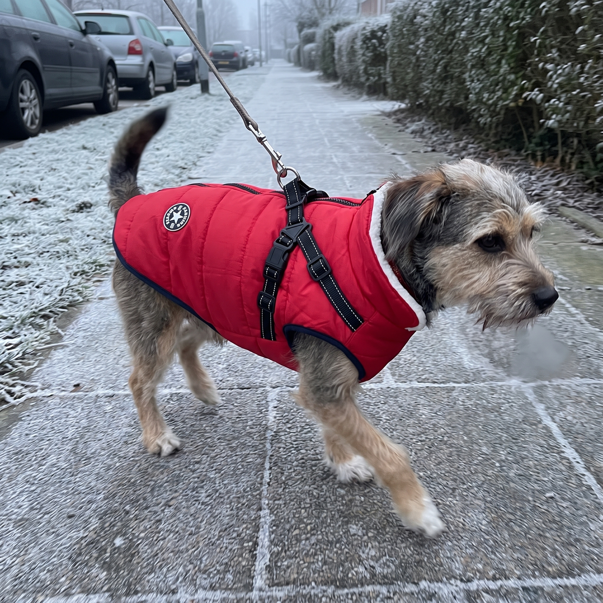 Dog Winter Jacket with Built-In Harness | Fleece Lined, S to 5XL