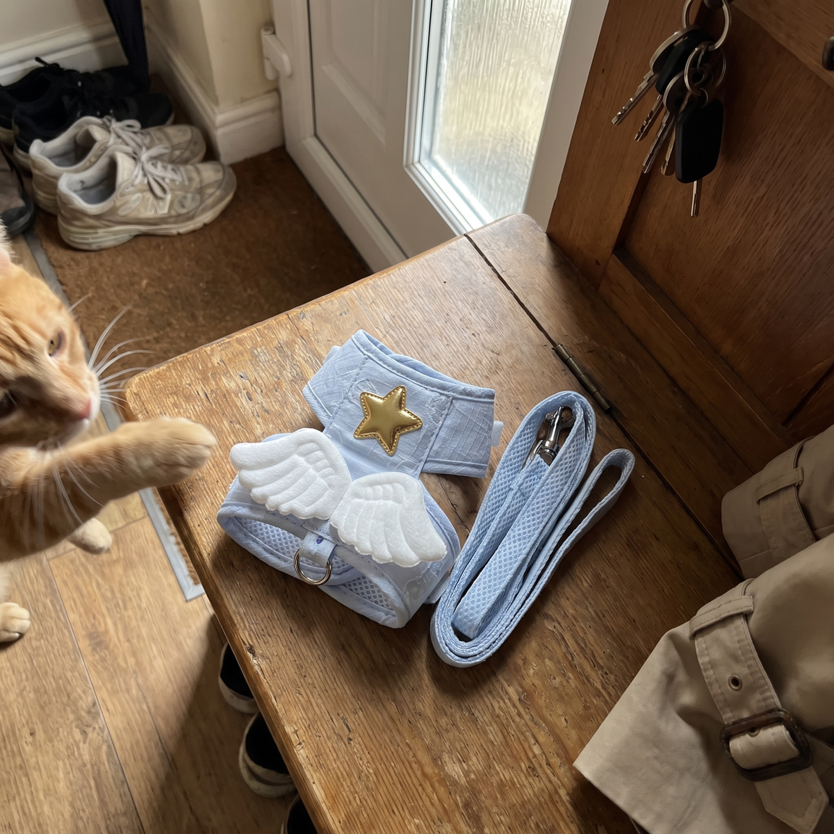 Cat Harness and Leash Set with Angel Wings | Gold Star, Mesh Lining