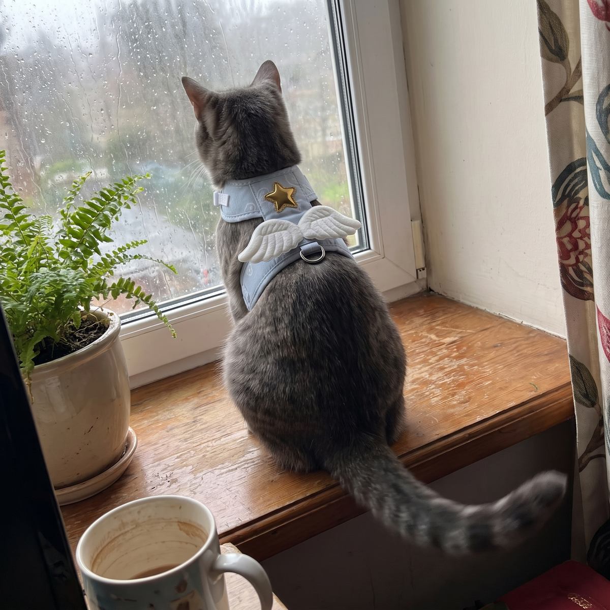 Cat Harness and Leash Set with Angel Wings | Gold Star, Mesh Lining