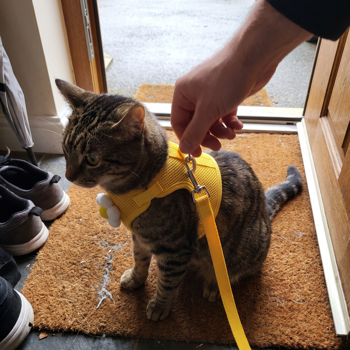 Cat Vest Harness and Leash Set | Flower, Star or Cloud, S to XL