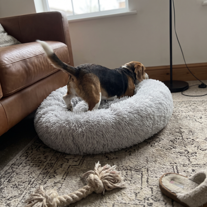 Donut Dog Bed with Raised Rim | Removable Washable Cover | S to XXL