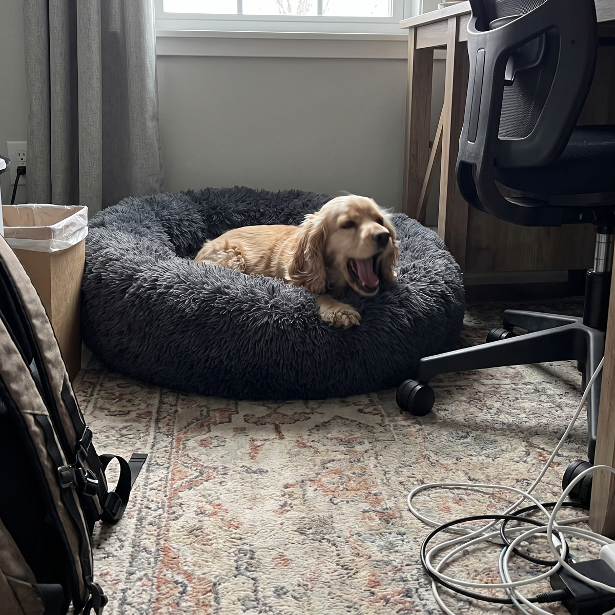 Donut Dog Bed with Raised Rim | Removable Washable Cover | S to XXL
