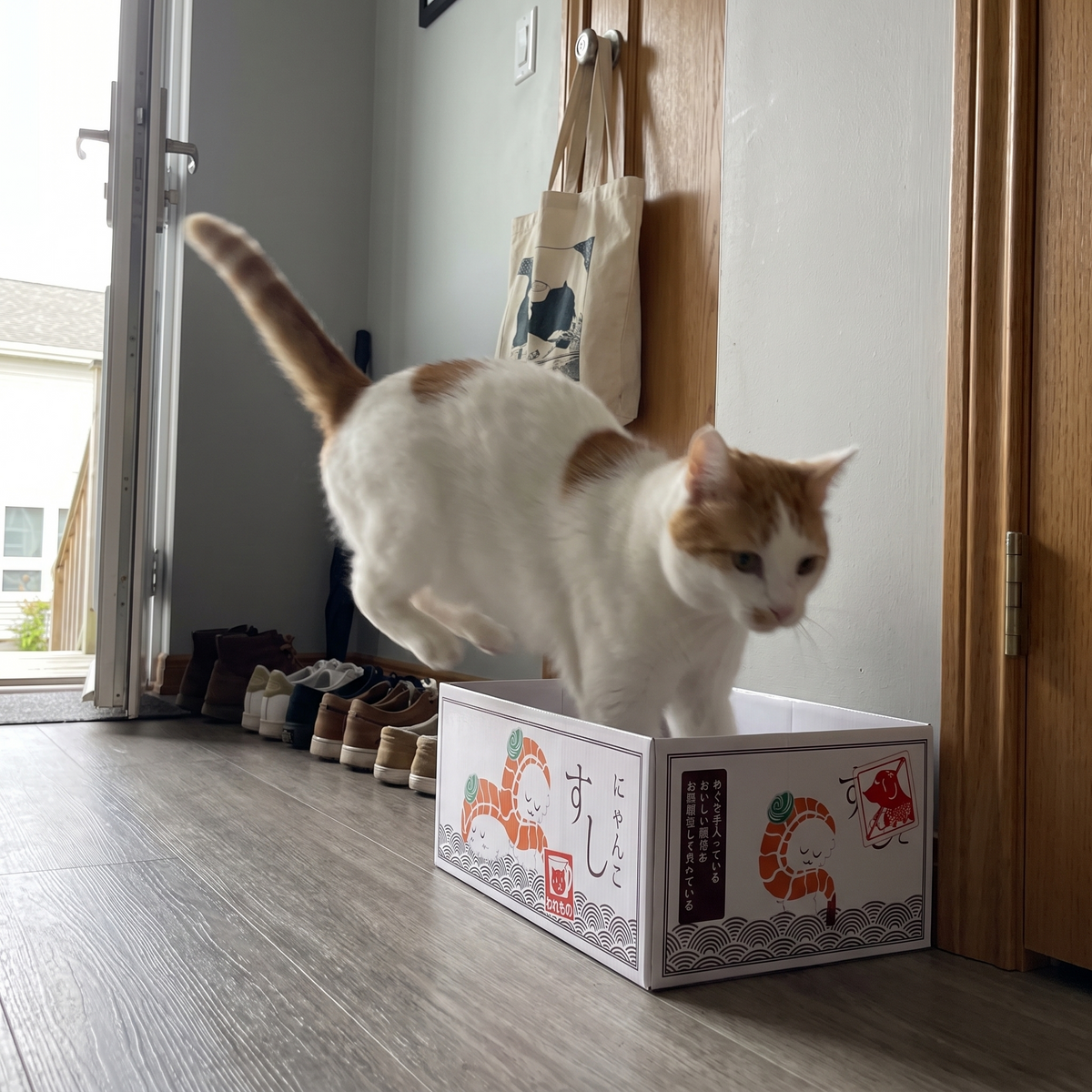 Cardboard Cat Scratcher Box Bed | Japanese Print Designs | 2 Sizes