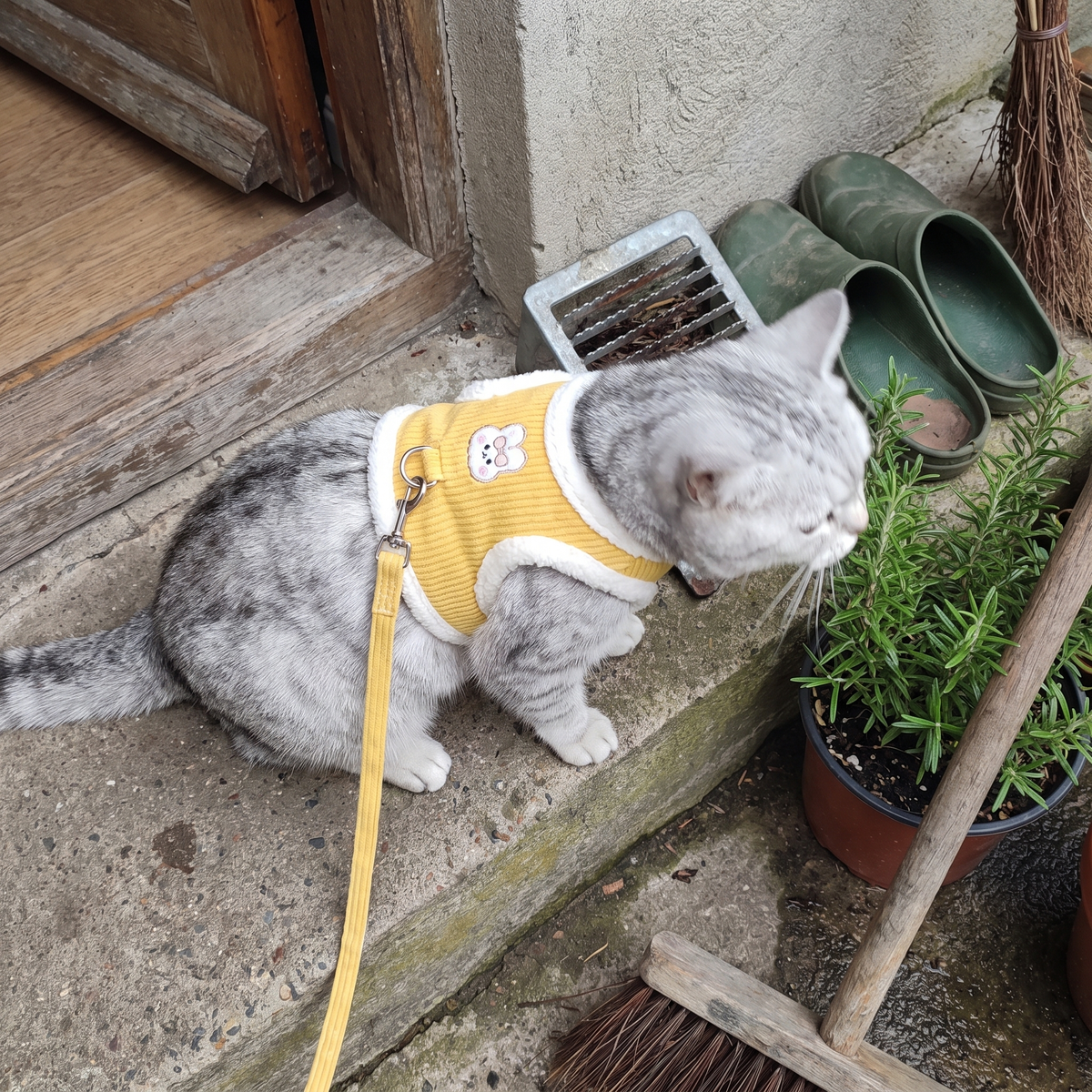 Cat Vest Harness and Leash Set | Rabbit Patch, Plush Trim | XXS to L