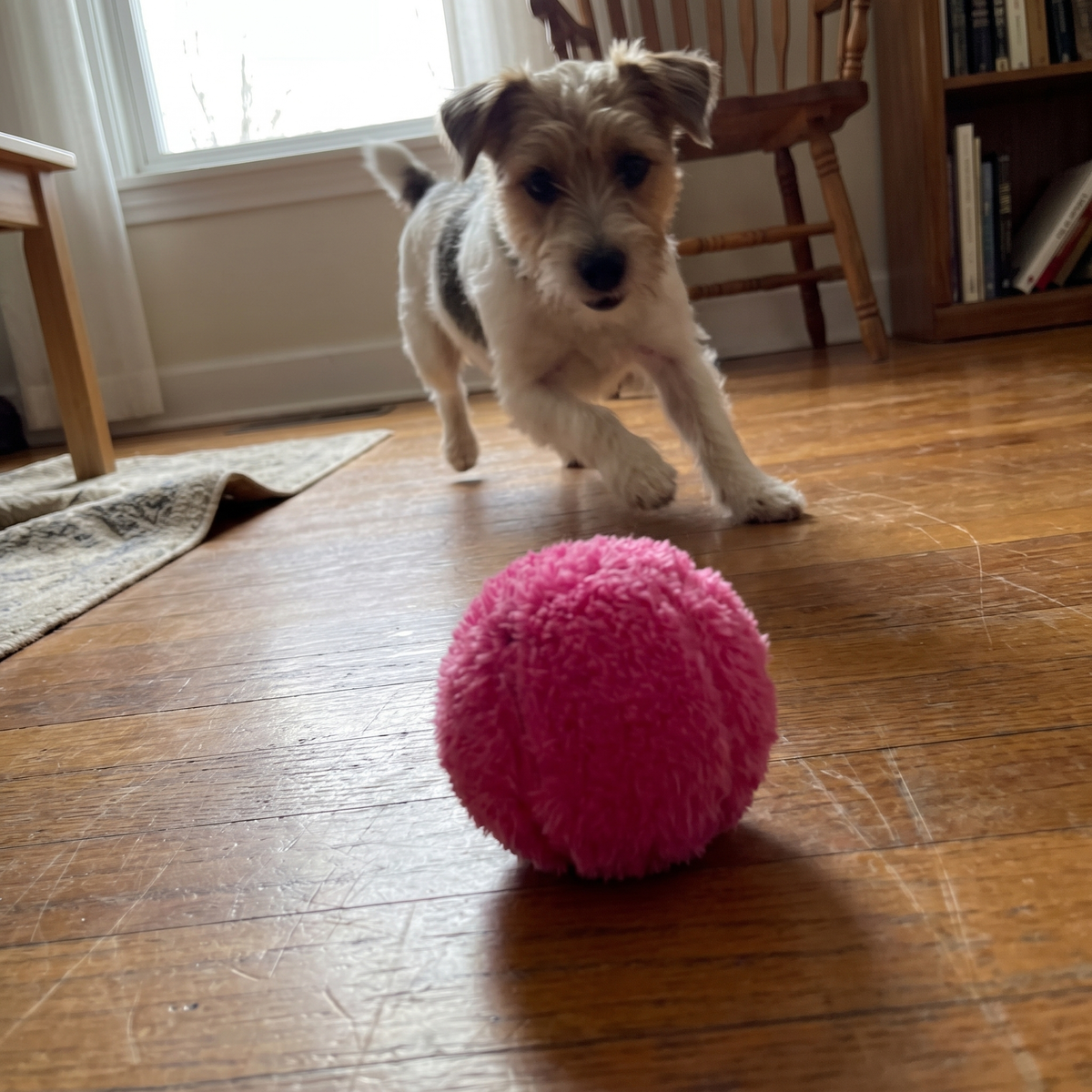 Self-Rolling Ball for Dogs and Cats | 4 Plush Covers | 3.1 in