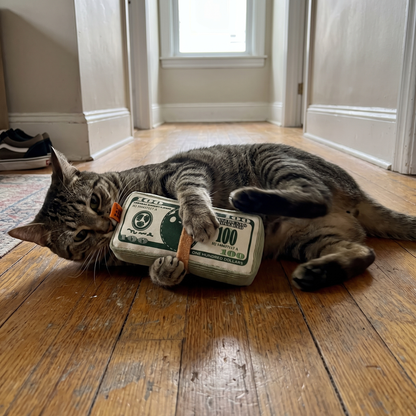 Catnip Cat Toy, Dollar Bill Pillow | Crinkle Paper | Box and Bed Options