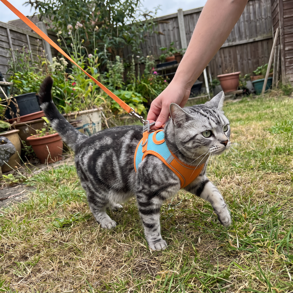 Cat Harness and Leash Set | Vest Style for Outdoor Walks, XS to L