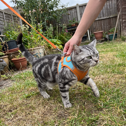 Cat Harness and Leash Set | Vest Style for Outdoor Walks, XS to L