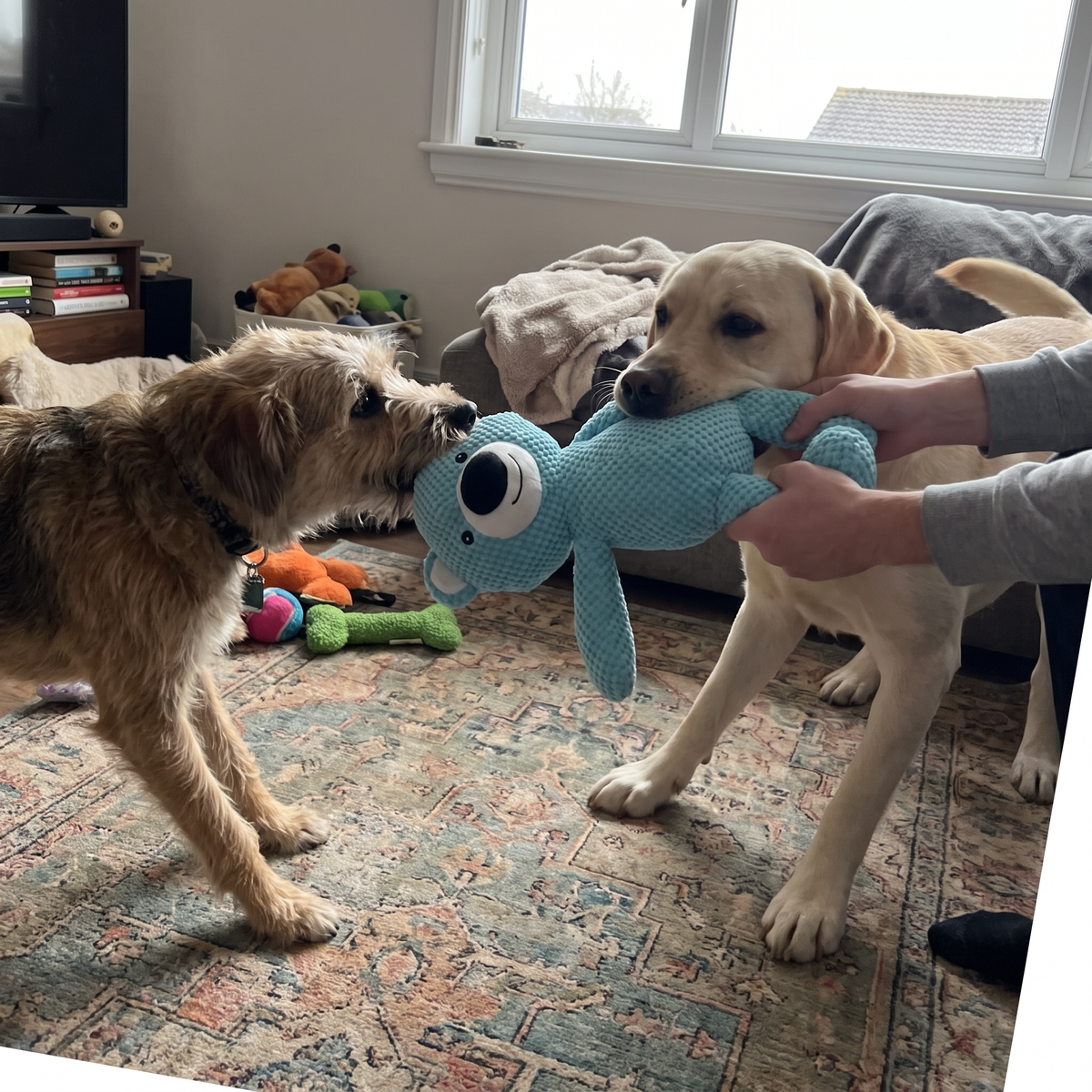 Plush Bear Dog Toy with Squeaker | 16.5 in, Tug and Fetch, Washable