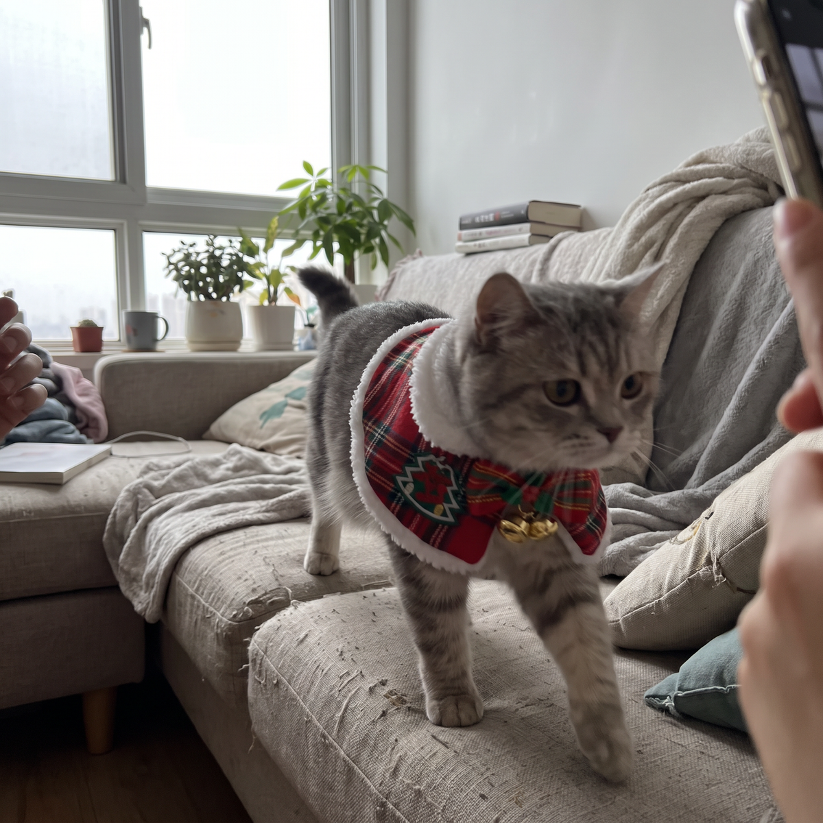 Christmas Cat Cape Costume | Hooded or Collar Style, Plaid, XS to L