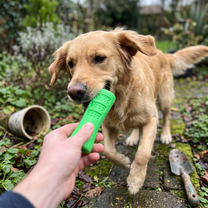 Crocodile Chew Toy for Dogs | Squeaky, Bristled Rubber, for Tough Chewers
