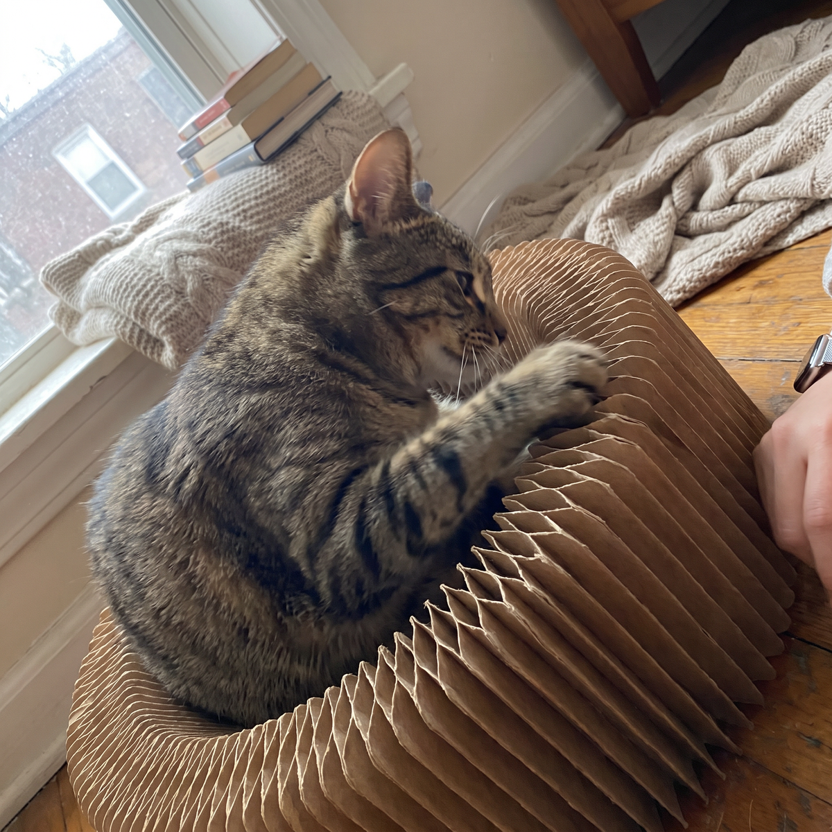 Large Accordion Cat Scratcher Bed | Corrugated Cardboard, 19.7 in