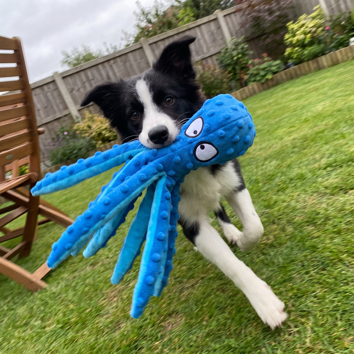 Squeaky Octopus Dog Toy | Interactive Plush for All Breeds