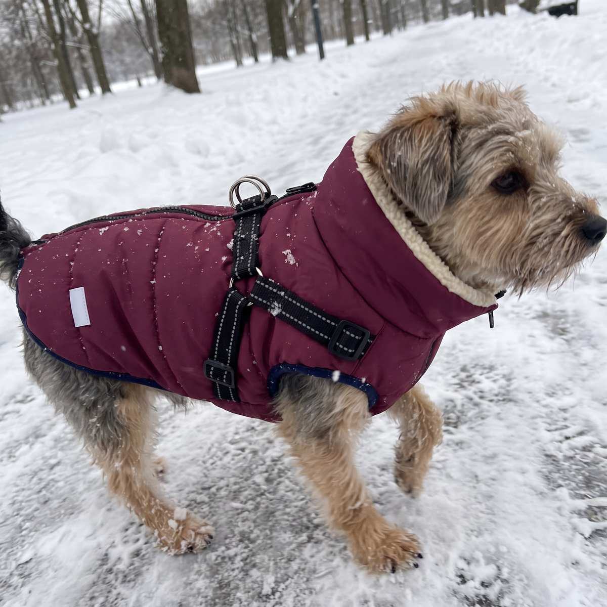Waterproof Dog Coat with Fleece Lining | Windproof, XS to 4XL