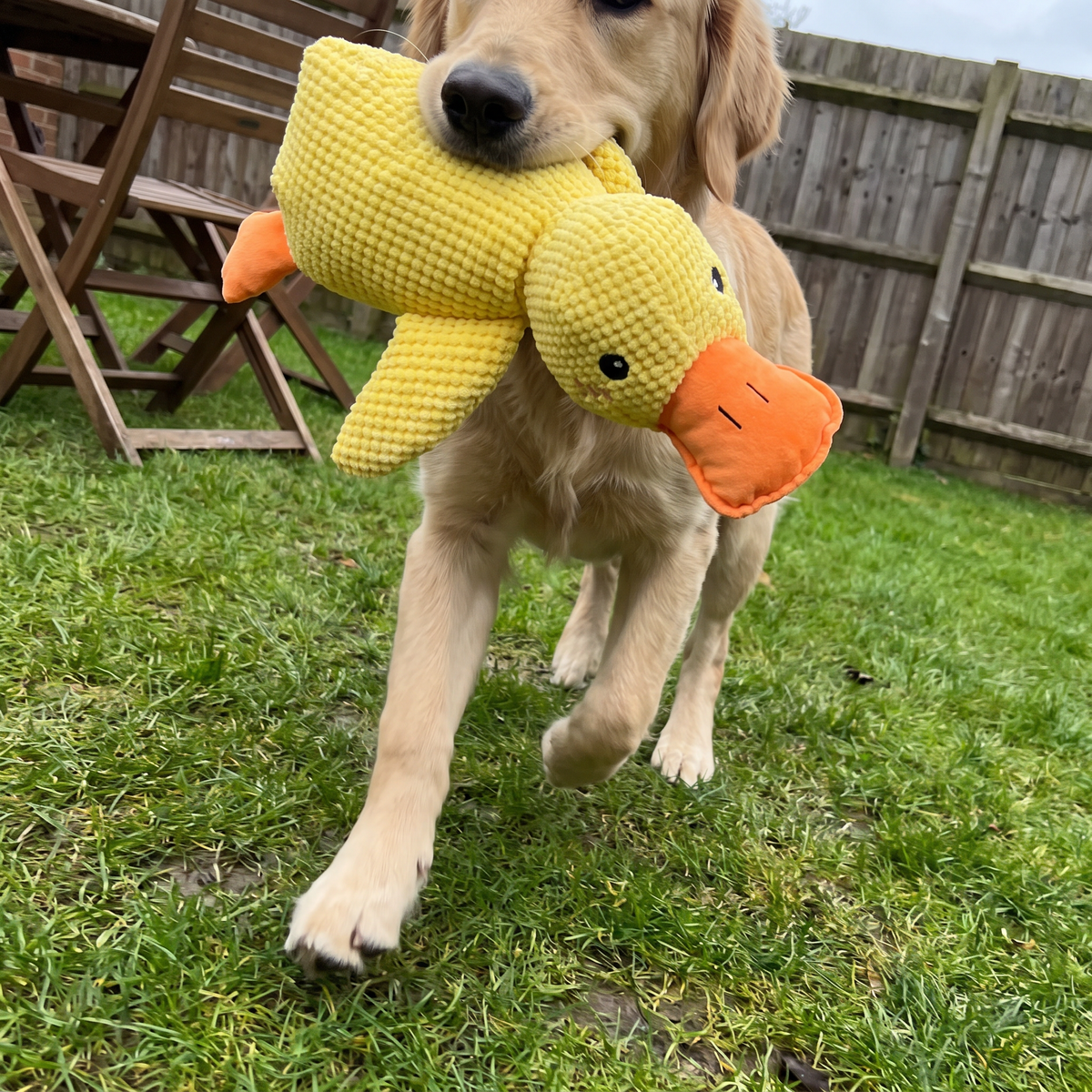 Squeaky Duck Dog Toy | Durable Plush for Heavy Chewers