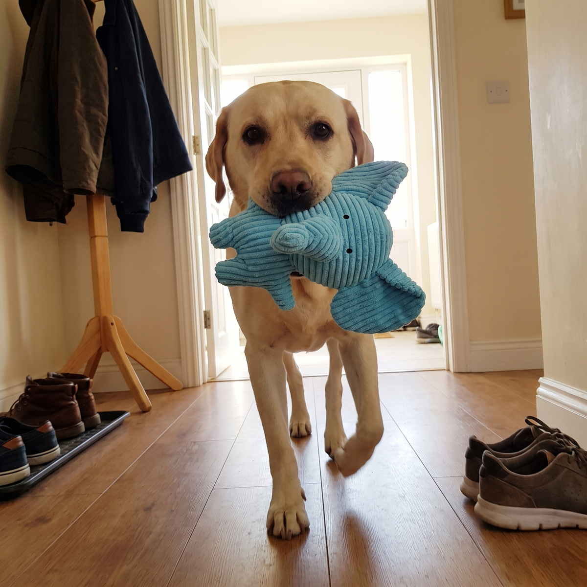 Calming Elephant Dog Toy | Chew-Resistant Plush